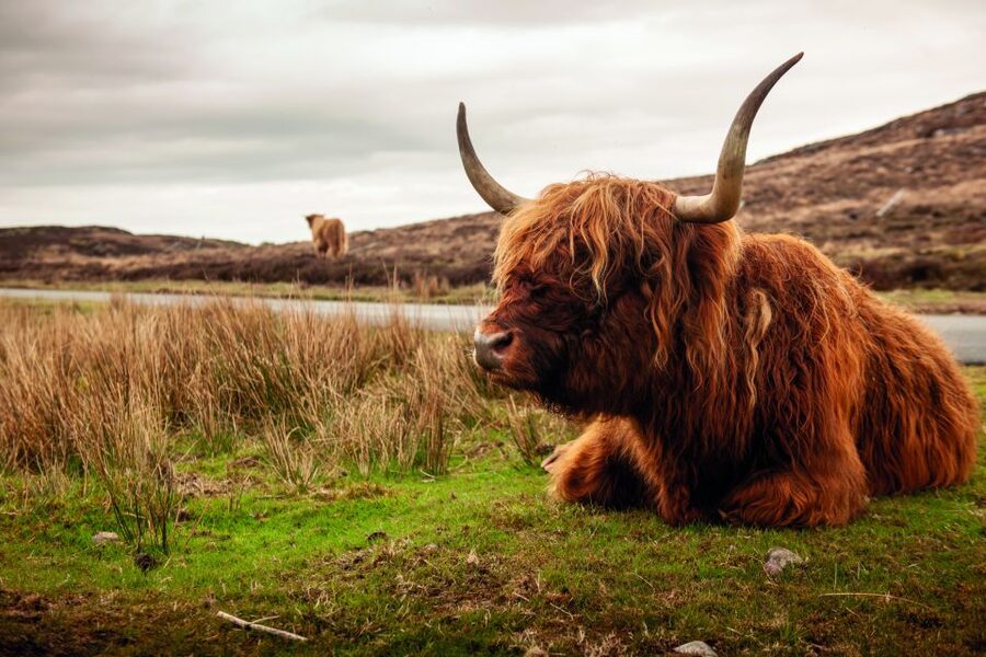 From Inverness: 3-Day Orkney Explorer - Day 3: Kirkwall, the return ferry, and Highland memory