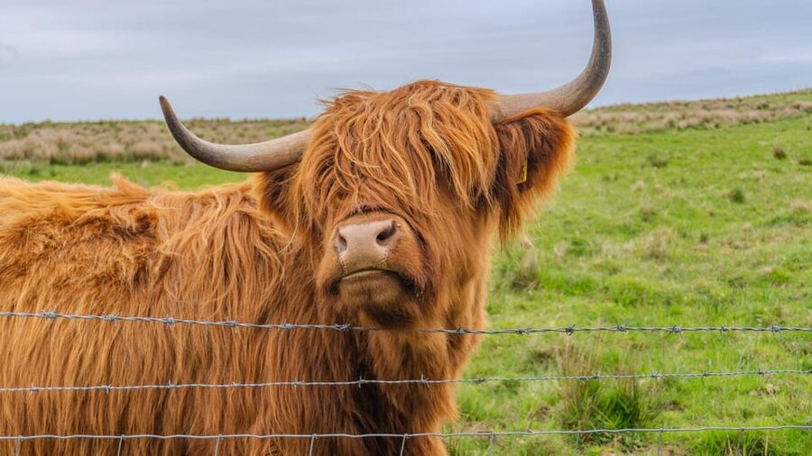 From Inverness: Cawdor Castle and Cairngorms National Park - Key points at a glance