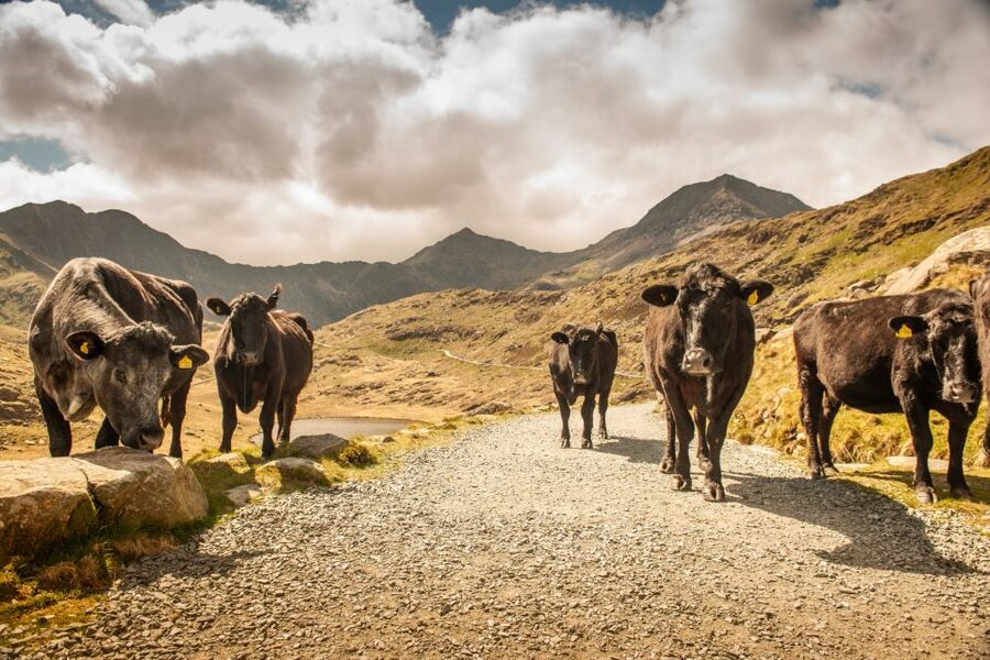 From Manchester: 3-Day Tour of Snowdonia, Wales, and Chester - Day three: slate country, Llangollen, and Chester
