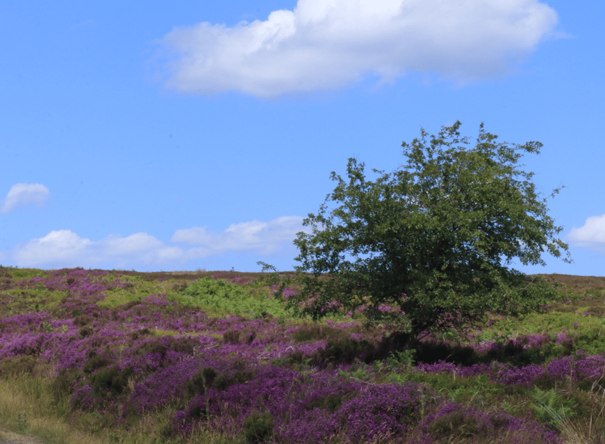 From York: North Moors and Whitby Tour - Goathland, Heartbeat Country, and the Harry Potter station