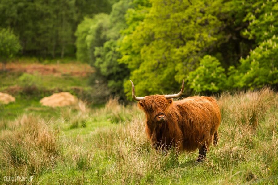 Glasgow: Loch Ness, Glen Coe, Hairy Coos & The Highlands - Glen Coe, scenery with a painful past