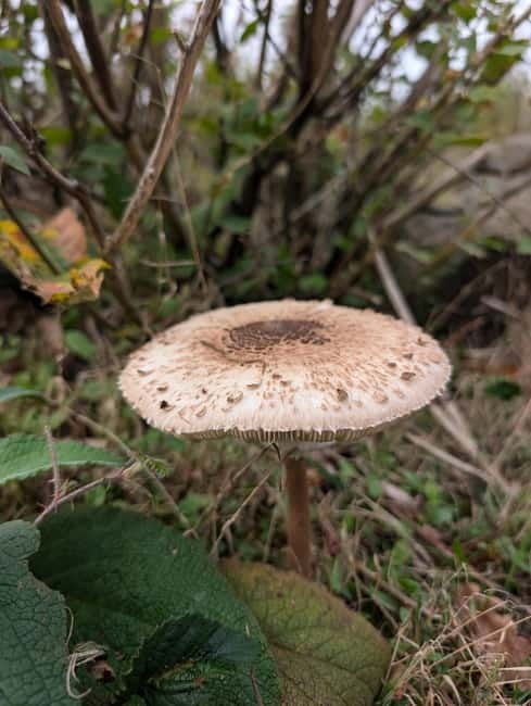 Guided Nature Tour: Pilgrims Way & Bigbury Fort - A 20-minute break among the trees
