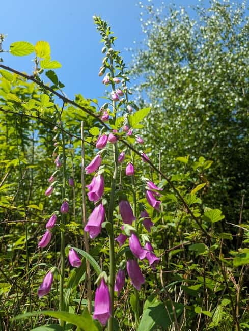 Guided Nature Tour: Pilgrims Way & Bigbury Fort - No Man’s Orchard and Kent’s countryside past