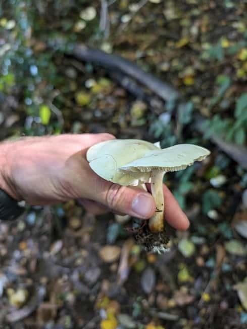 Guided Nature Tour: Pilgrims Way & Bigbury Fort - Practical preparation for Chartham Hatch