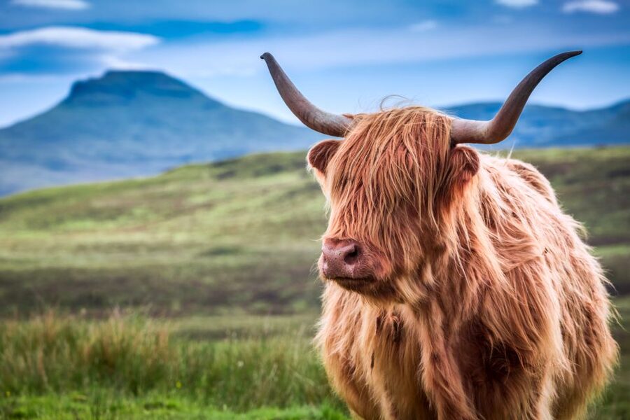 Inverness: Isle of Skye and Eilean Donan Castle Day Trip - Portree, Skye’s colorful harbor town