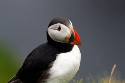Moray Coast, Wildlife and Speyside Whisky Tour