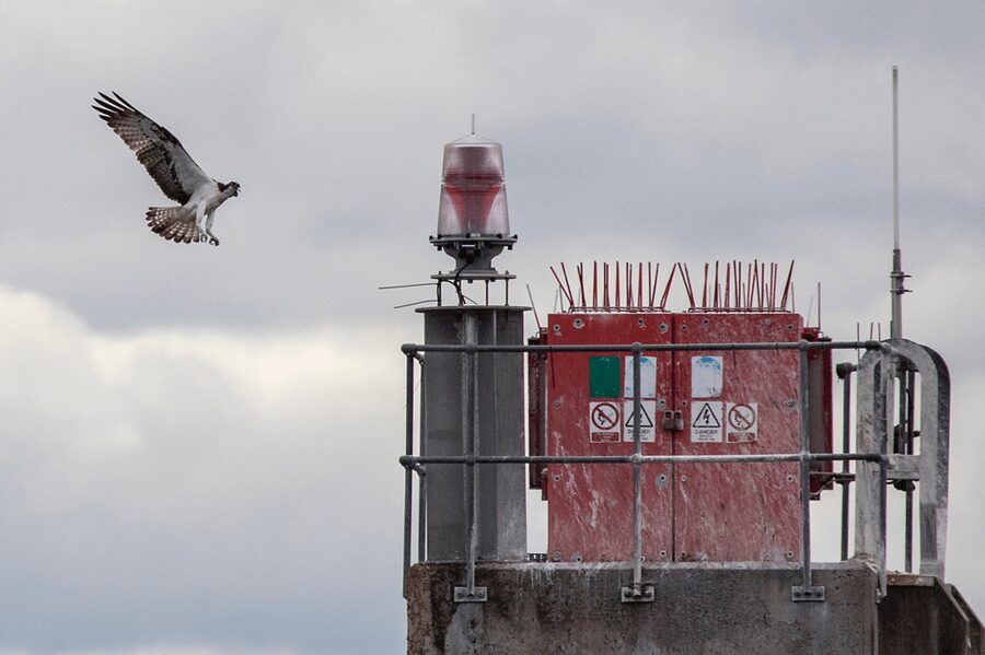Inverness: Wildlife Watching Cruise to Chanonry Point - Stories, folklore, and views from the boat