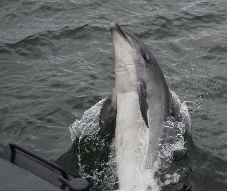 Inverness: Wildlife Watching Cruise to Chanonry Point - Is $47 good value for two hours?