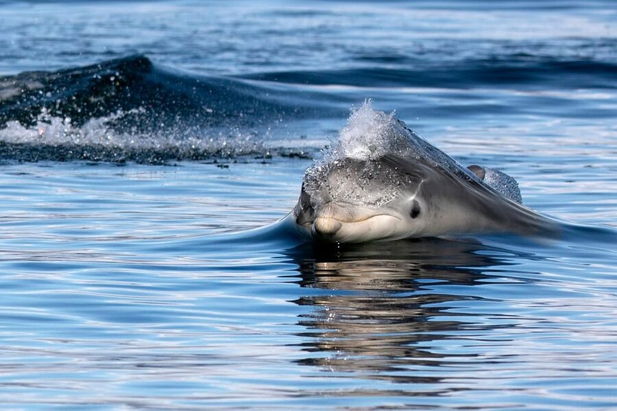 Inverness: Wildlife Watching Cruise to Chanonry Point - Practical tips for a smoother trip