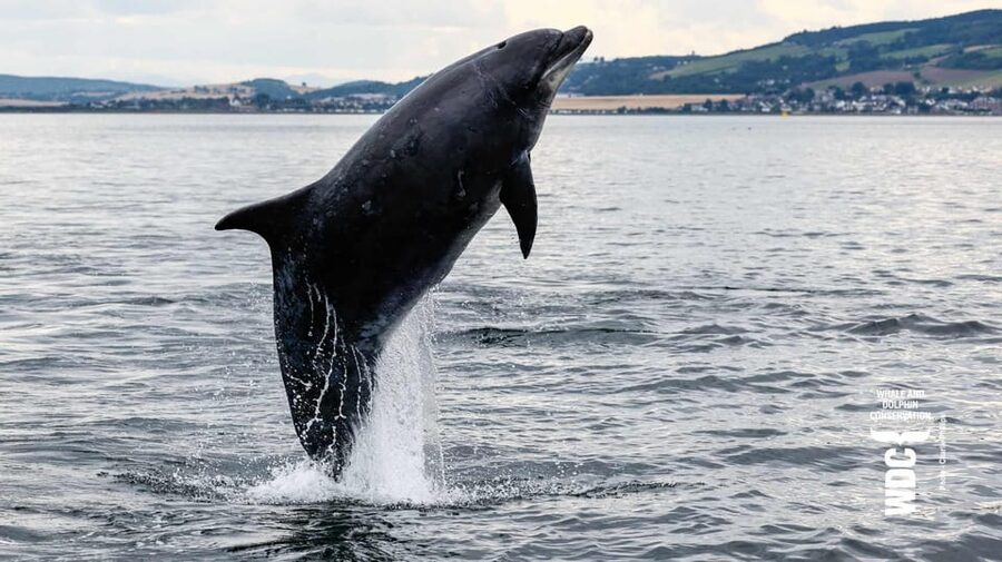 Inverness: Wildlife Watching Cruise to Chanonry Point - Under the Kessock Bridge and into the firth