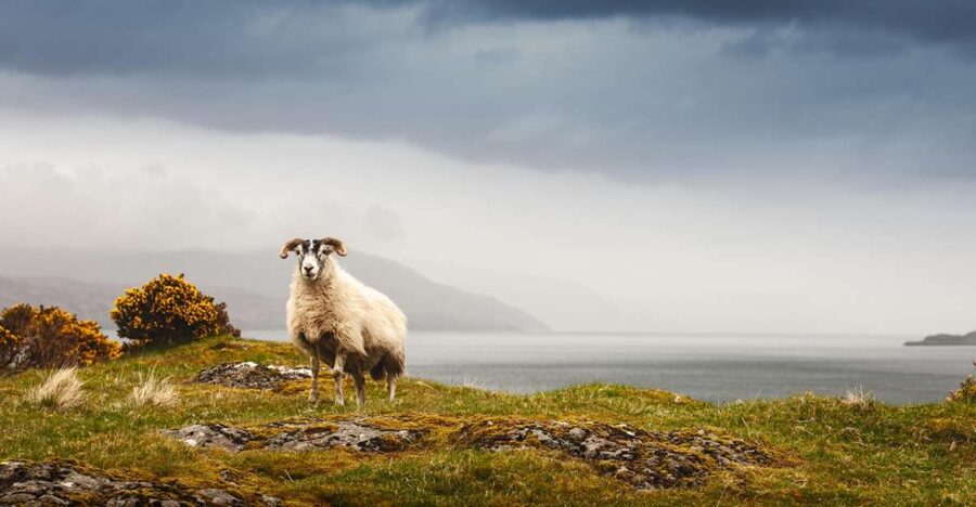Isle of Mull and Iona 3-Day Small-Group Tour from Glasgow - Staffa, Fingal’s Cave, and the Weather Question