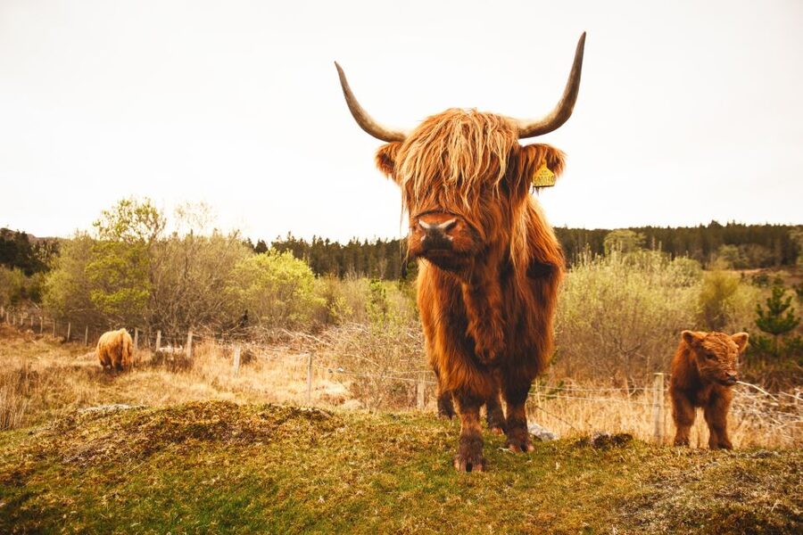 Isle of Skye and the Highlands 5-Day Tour from Edinburgh - Day three: Corrieshalloch Gorge and the Bealach na Ba