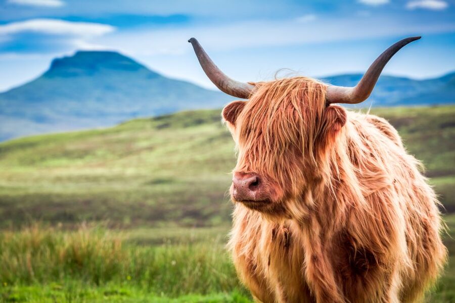 Isle of Skye & The Highlands: 3-Day Guided Tour from Glasgow - Lunch and a short look at Portree