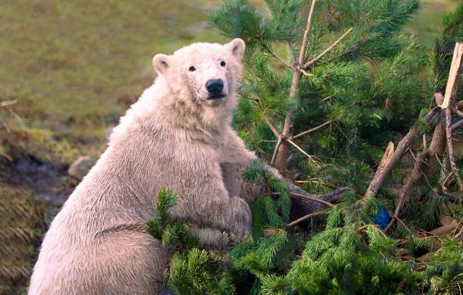Kingussie: Highland Wildlife Park Entry Ticket - Key points to know before you go
