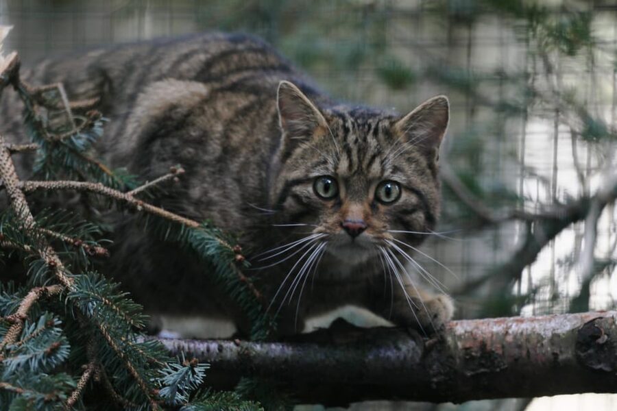 Kingussie: Highland Wildlife Park Entry Ticket - Who will enjoy Highland Wildlife Park most