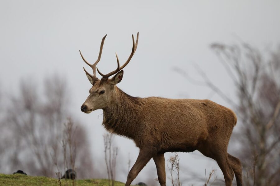 Kingussie: Highland Wildlife Park Entry Ticket - Take the slow route through the drive-through reserve
