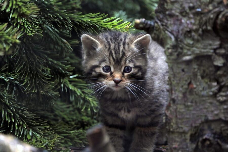 Kingussie: Highland Wildlife Park Entry Ticket - Use talks and keeper conversations to add meaning