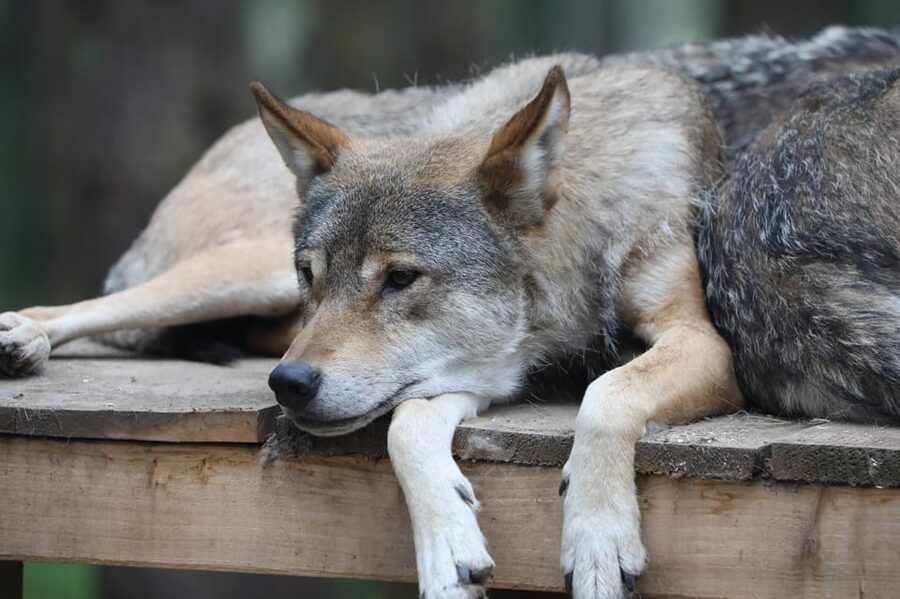 Kingussie: Highland Wildlife Park Entry Ticket - Give yourself a full day, not a rushed afternoon
