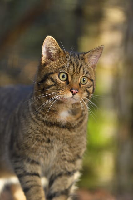 Kingussie: Highland Wildlife Park Entry Ticket - What the $31 ticket is really buying