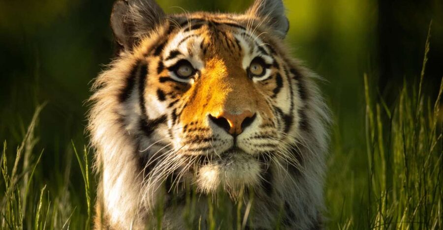 Knowsley: Safari Entry Tickets - Key points to know before you go