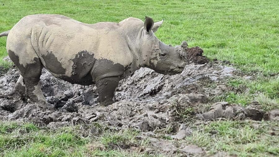 Knowsley: Safari Entry Tickets - The foot safari adds a second type of animal encounter