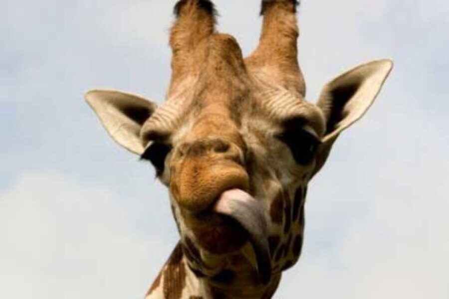 Knowsley: Safari Entry Tickets - What the $33 ticket really covers