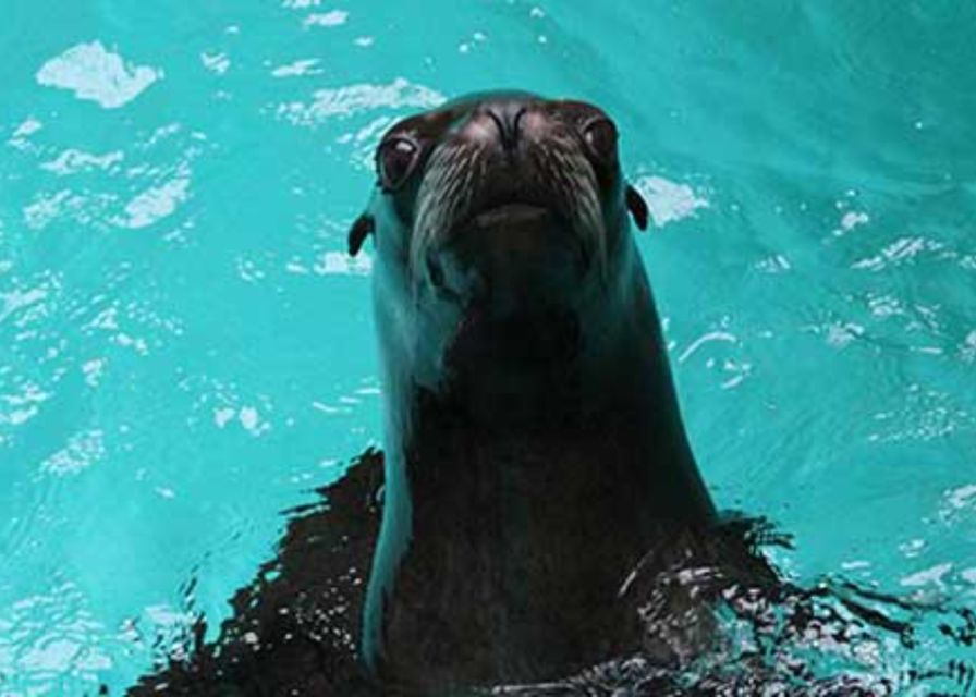 Knowsley: Safari Entry Tickets - How to make the day work better