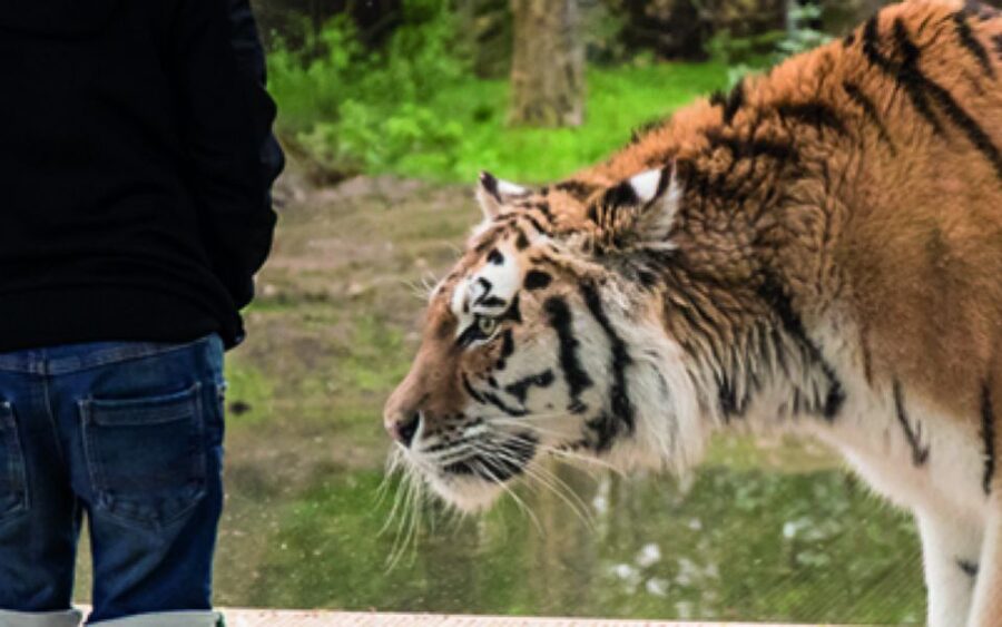 Knowsley: Safari Entry Tickets - Should you book Knowsley Safari?