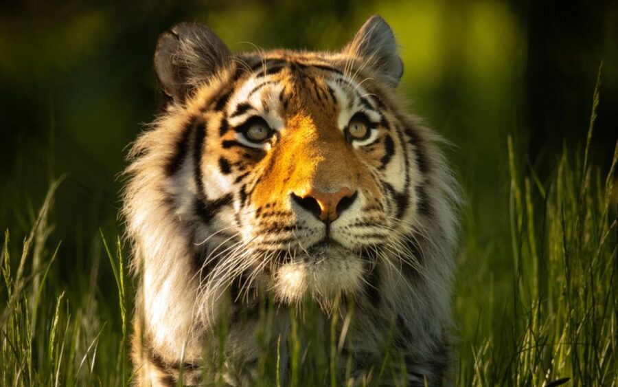 Knowsley: Safari Entry Tickets - Lions, baboons, and the fun of the car route
