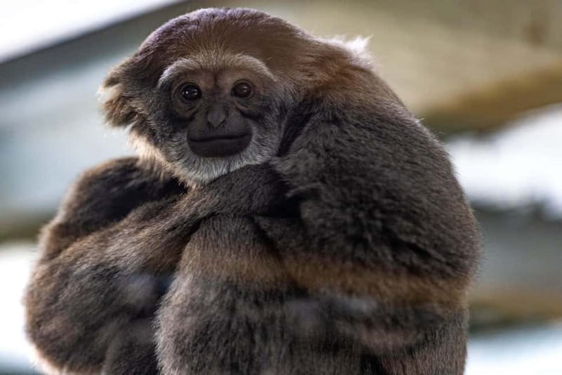 Leicestershire: Twycross Zoo Entry Ticket - Should you book Twycross Zoo?