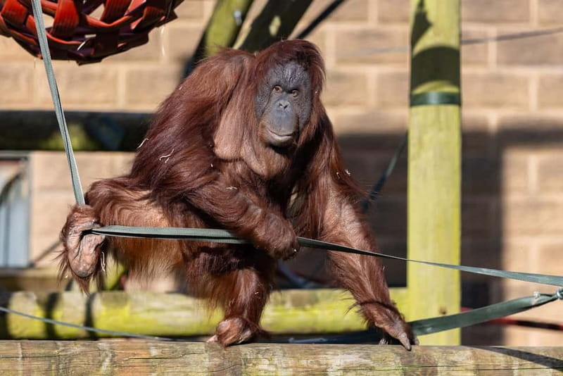 Leicestershire: Twycross Zoo Entry Ticket - The Gruffalo Discovery Land and play breaks