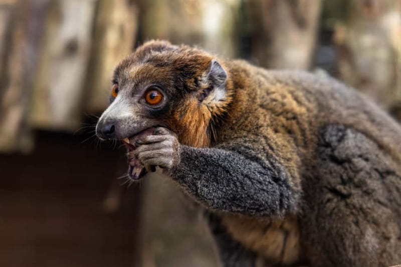 Leicestershire: Twycross Zoo Entry Ticket - Booking flexibility and arrival costs