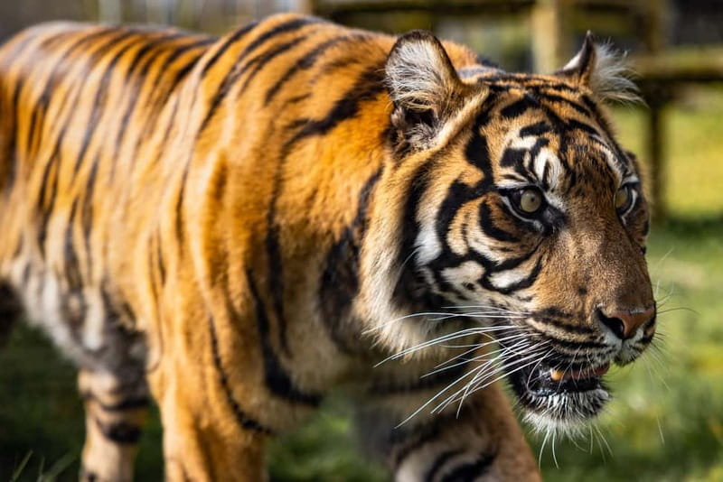 Leicestershire: Twycross Zoo Entry Ticket - Why the 100-acre site needs a relaxed plan