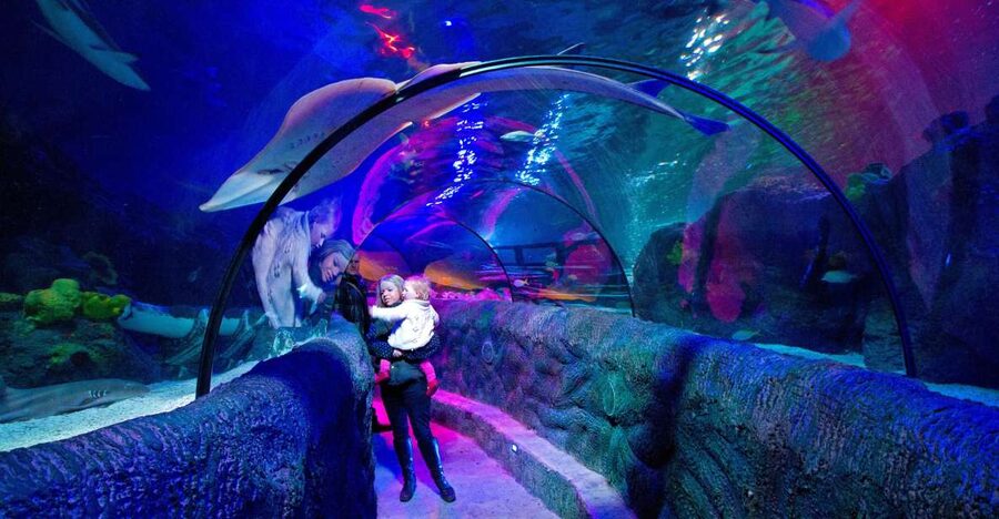 Loch Lomond: Sea Life Entrance Ticket - Key points to know before you go