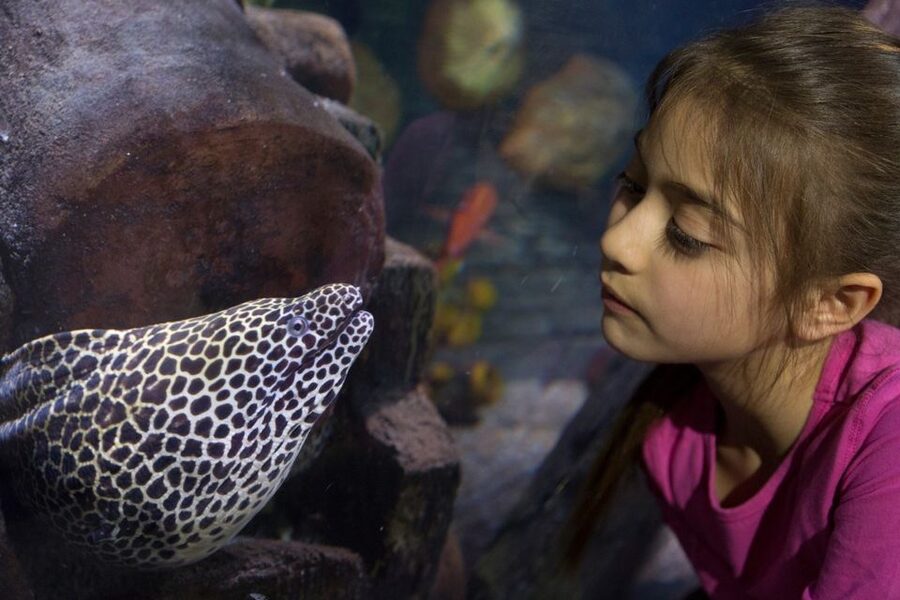 Loch Lomond: Sea Life Entrance Ticket - From Scottish lochs to tropical reefs