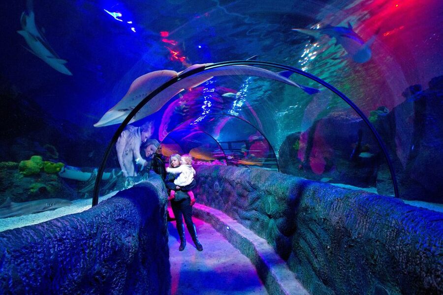 Loch Lomond: Sea Life Entrance Ticket - The Lair of Claws and starfish displays