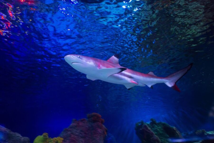 Loch Lomond: Sea Life Entrance Ticket - The tropical ocean tunnel and blacktip sharks