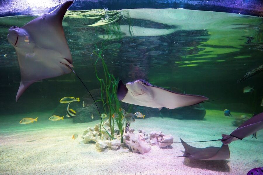 Loch Lomond: Sea Life Entrance Ticket - How long you should allow