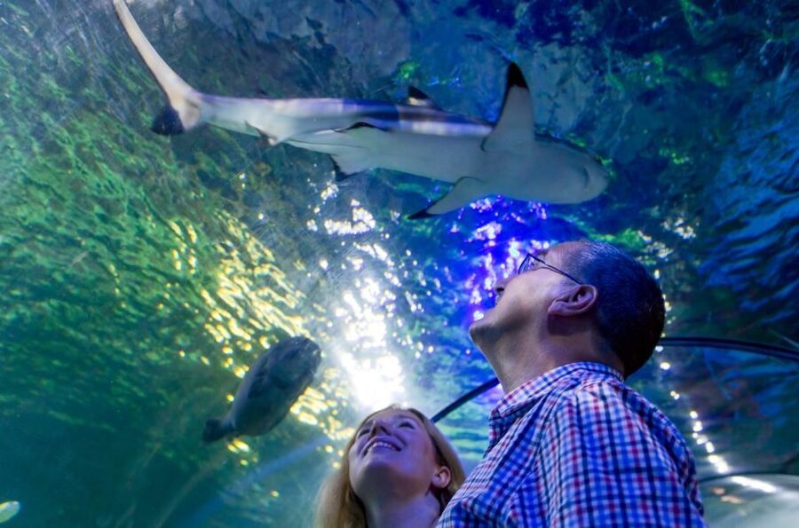Loch Lomond: Sea Life Entrance Ticket - Starting with Scotland’s native water life