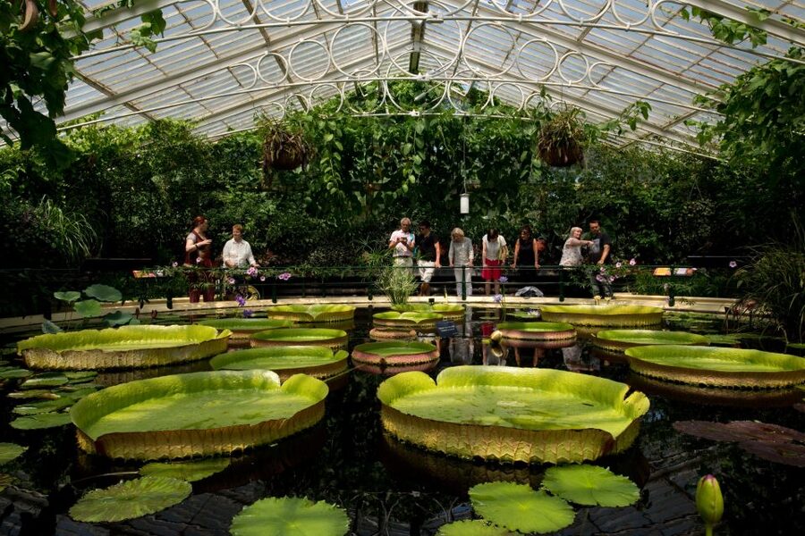 London: Kew Gardens Admission Ticket - Climbing 18 meters above the gardens