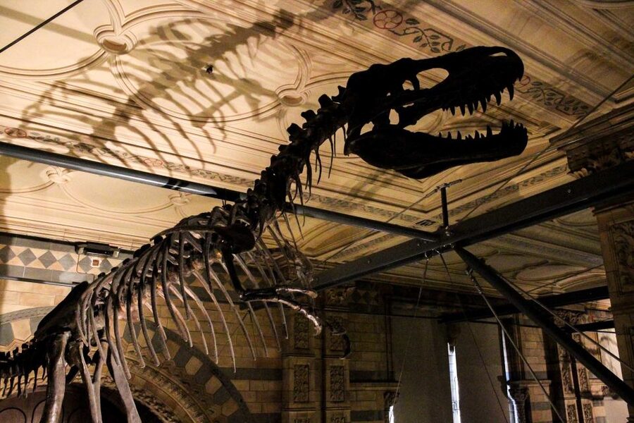 London: Natural History Museum Guided Tour - The Dodo, the Cursed Amethyst, and objects that stay with you