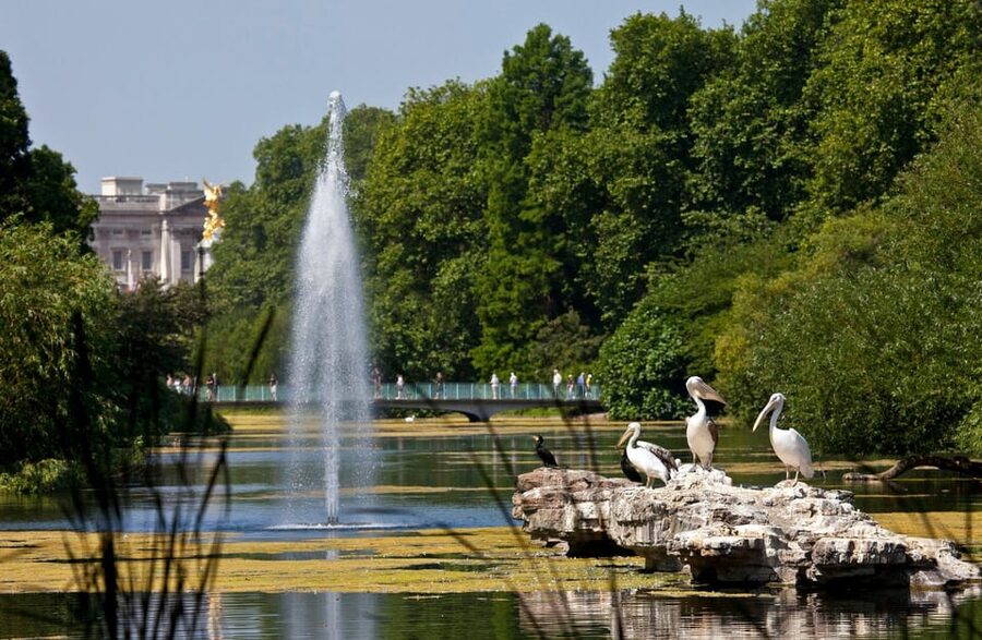 London: Royal Walking Tour with Guard Change & Royal Mews - Key points to know before booking