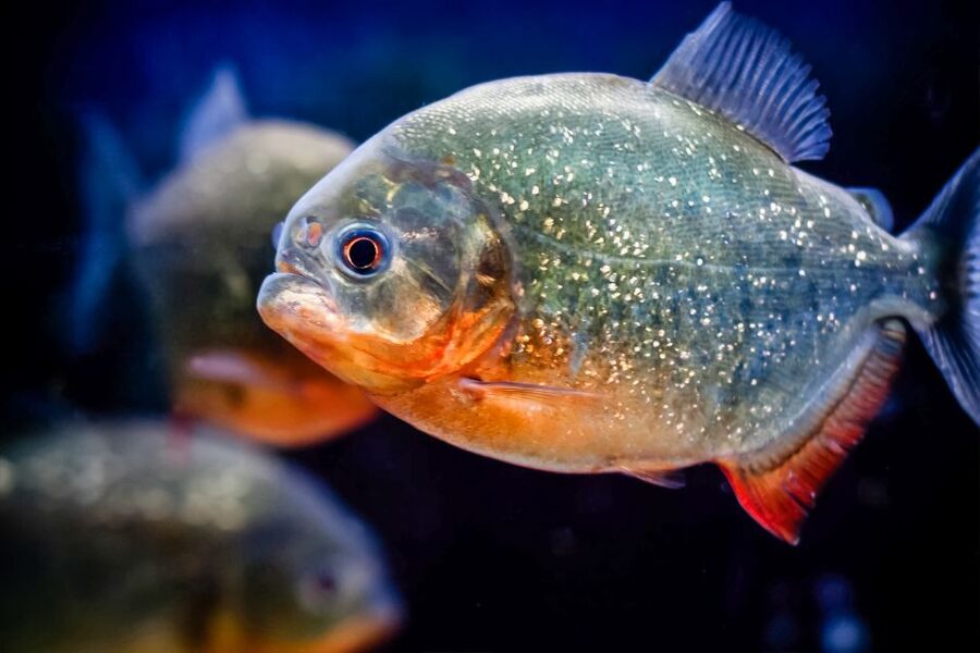 London: SEA LIFE Entry Ticket - The tropical ocean walk starts with color and movement