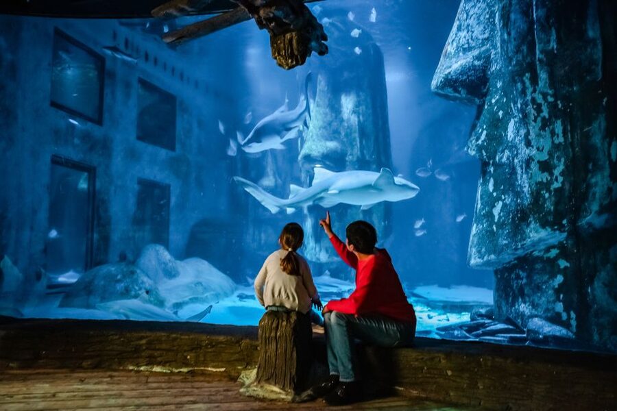 London: SEA LIFE Entry Ticket - Ice Adventure brings Gentoo penguins into the route