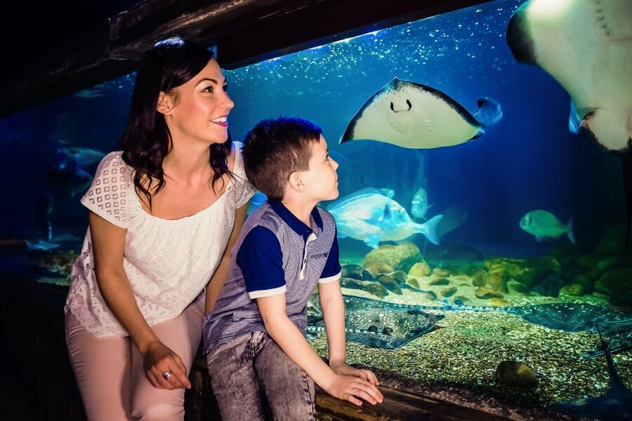 London: SEA LIFE Entry Ticket - The Rainforest Adventure adds spiders, ants, and piranhas