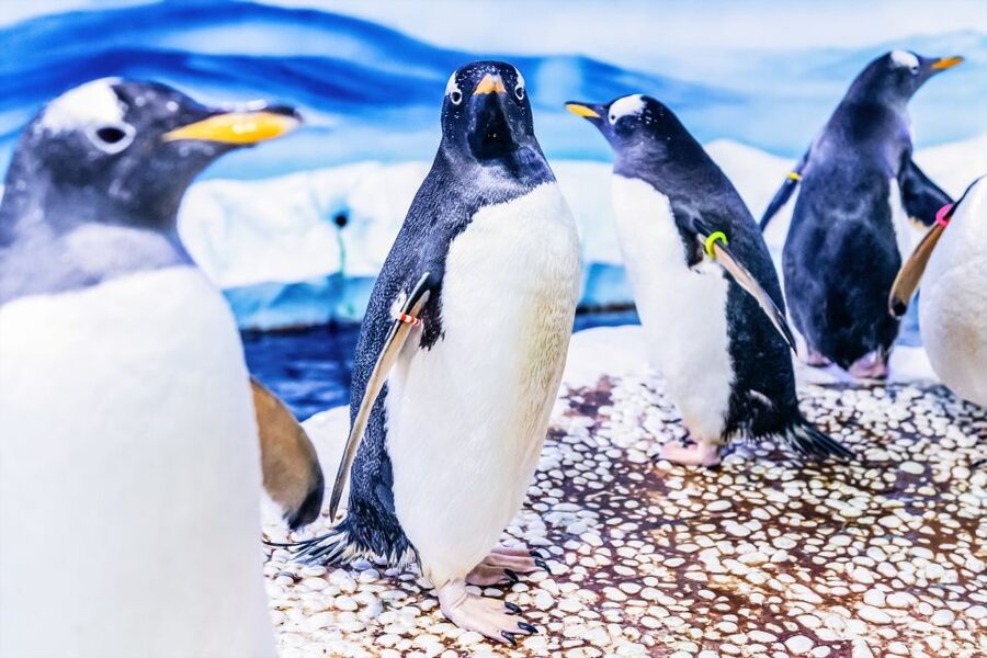 London: SEA LIFE Entry Ticket - Interactive features keep children moving