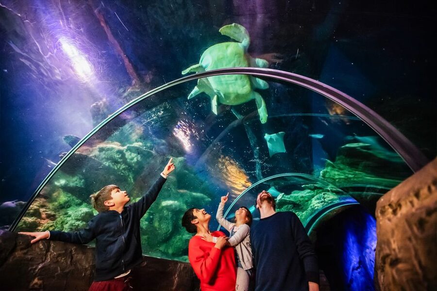 London: SEA LIFE Entry Ticket - How long the visit takes, and who gets the most value