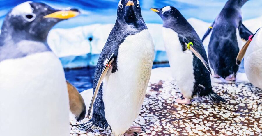 London: SEA LIFE Entry Ticket - Timed entry and practical details