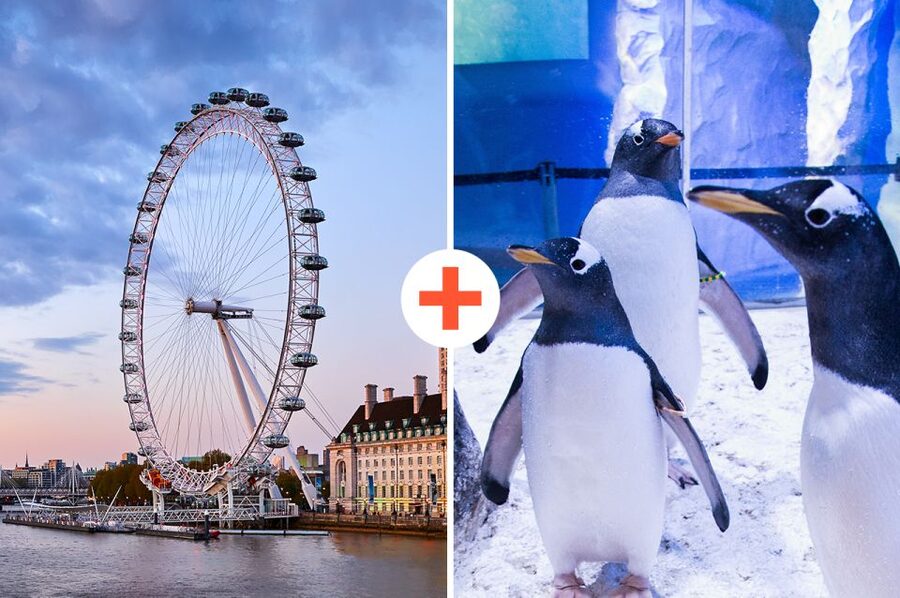 London: SEA LIFE & London Eye Combo Ticket - Coral Kingdom and the colorful side of the aquarium