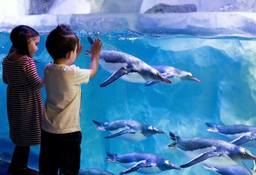 London: SEA LIFE & London Eye Combo Ticket - Rainforest Adventure and Ocean Invaders